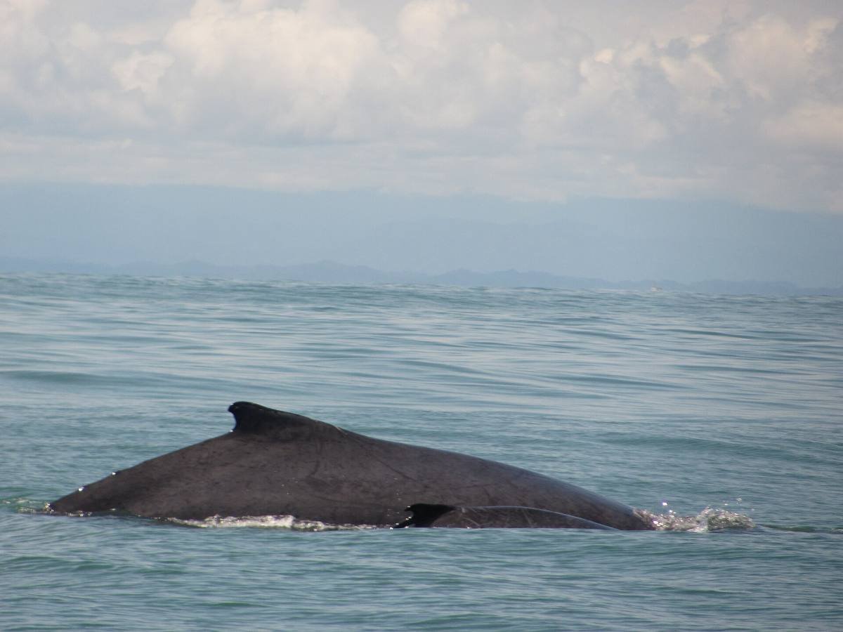 Ballena jorobada en el Pacífico colombiano